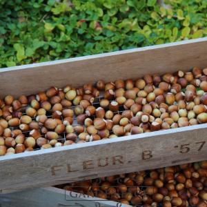 bedýnky s mřížkou na sušení ořechů a bylin