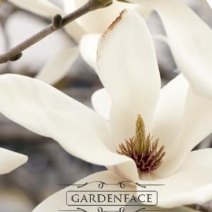  vonný vosk GOOSE CREEK Blooming Magnolia 59g 