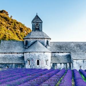  vonný vosk GOOSE CREEK Lavender de France 59g 