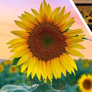  vonný vosk GOOSE CREEK Sunflower Daydream 59g 