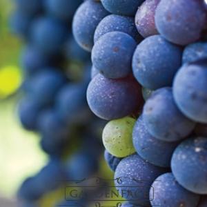  vonný vosk GOOSE CREEK Tuscan Vineyard 59g 