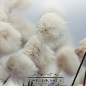  vonný vosk GOOSE CREEK Wind Blown Cotton 59g 